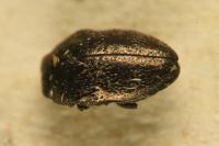 Trachys quercicola
