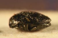 Trachys quercicola