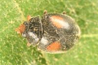 Scymnus bivulnerus