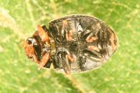 Scymnus bivulnerus