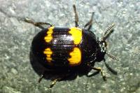 Diaperis boleti