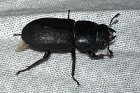 Dorcus parallelipipedus