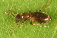 Omonadus floralis