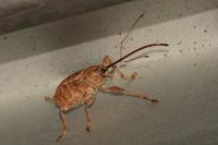 Curculio elephas