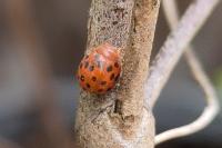 Subcoccinella vigintiquatuorpunctata