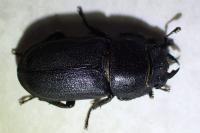 Dorcus parallelipipedus