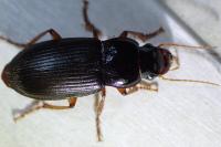 Pseudoophonus rufipes