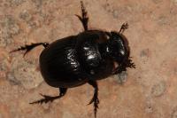 Copris lunaris