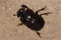 Copris lunaris
