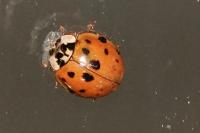 Harmonia axyridis