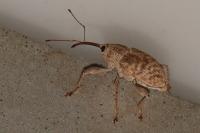 Curculio elephas