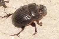 Copris lunaris
