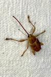 Curculio elephas
