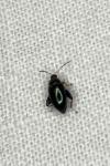 Phyllotreta