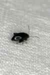 Phyllotreta
