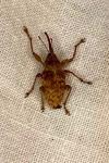 Curculio elephas