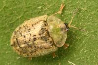 Cassida nebulosa