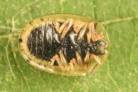 Cassida nebulosa