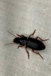 Pseudoophonus rufipes