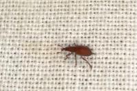 Apion frumentarium