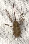 Curculio elephas