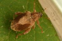Orchestes quercus