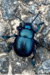 Timarcha goettingensis