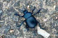 Timarcha tenebricosa