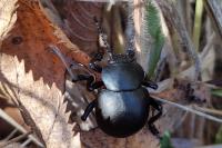 Timarcha tenebricosa