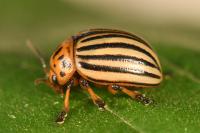 Leptinotarsa decemlineata