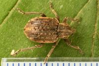 Brachypera zoilus