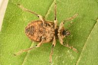 Brachypera zoilus
