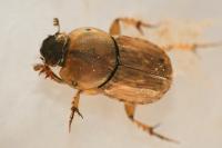 Euoniticellus fulvus