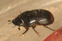 Otophorus haemorrhoidalis