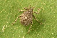 Glocianus distinctus