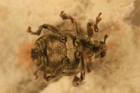 Glocianus distinctus