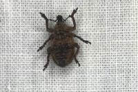 Brachypera zoilus