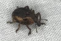Brachypera zoilus