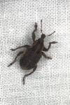 Brachypera zoilus