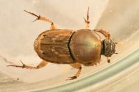 Euoniticellus fulvus