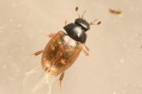 Cercyon quisquilius