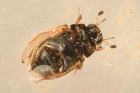 Cercyon quisquilius