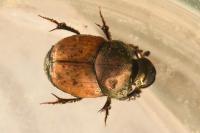 Onthophagus coenobita