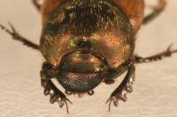 Onthophagus coenobita