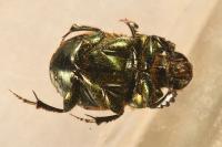 Onthophagus coenobita