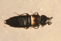 Aleochara tristis