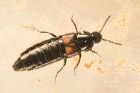 Aleochara tristis