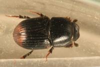 Otophorus haemorrhoidalis