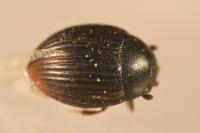 Cryptopleurum crenatum