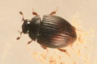 Cryptopleurum crenatum